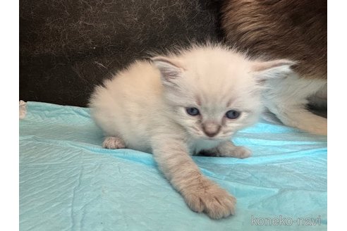販売中の千葉県のラグドール-120516の3枚目
